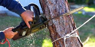 Professional Tree Removal and Landscaping Services in Lindenwold, NJ